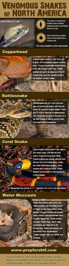 Will A Bite From This Snake Kill You? - NW Survival LLC